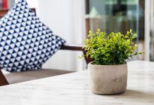 Points To Consider While Growing Indoor Plants