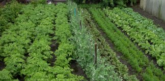 tips-for-growing-your-vegetable-garden