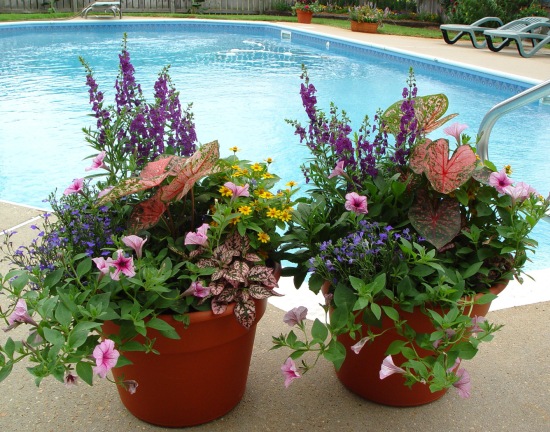 best ideas for container gardens