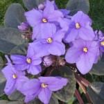 african violet flowers