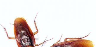 best ways to naturally get rid of pests