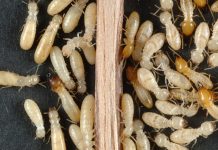 5 Ways to Get Rid of Termites from Your Home