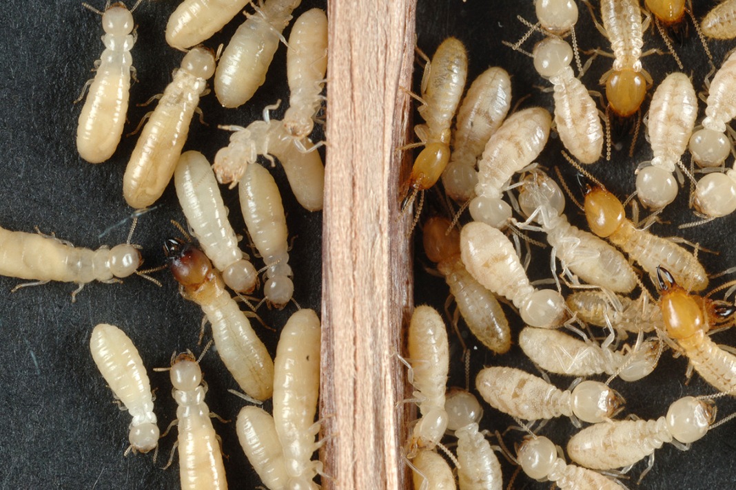 5 Ways to Get Rid of Termites from Your Home